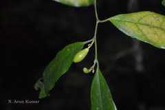 Gomphandra tetrandra